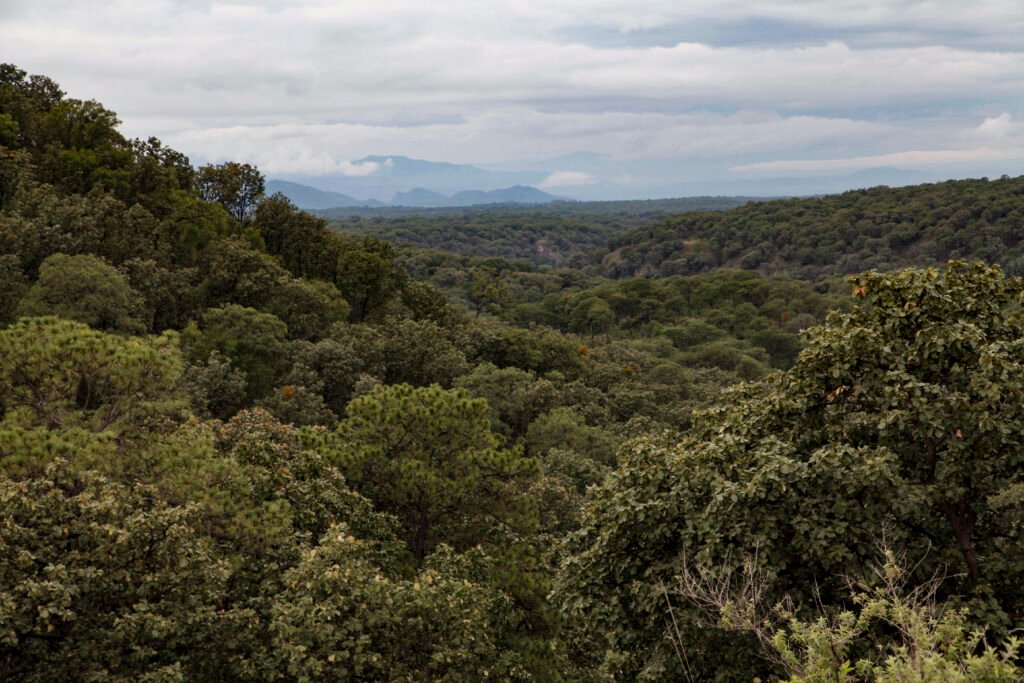 A través de diversas acciones de conservación trabaja en la prevención de incendios forestales, restauración de ecosistemas y protección de la vida silvestre