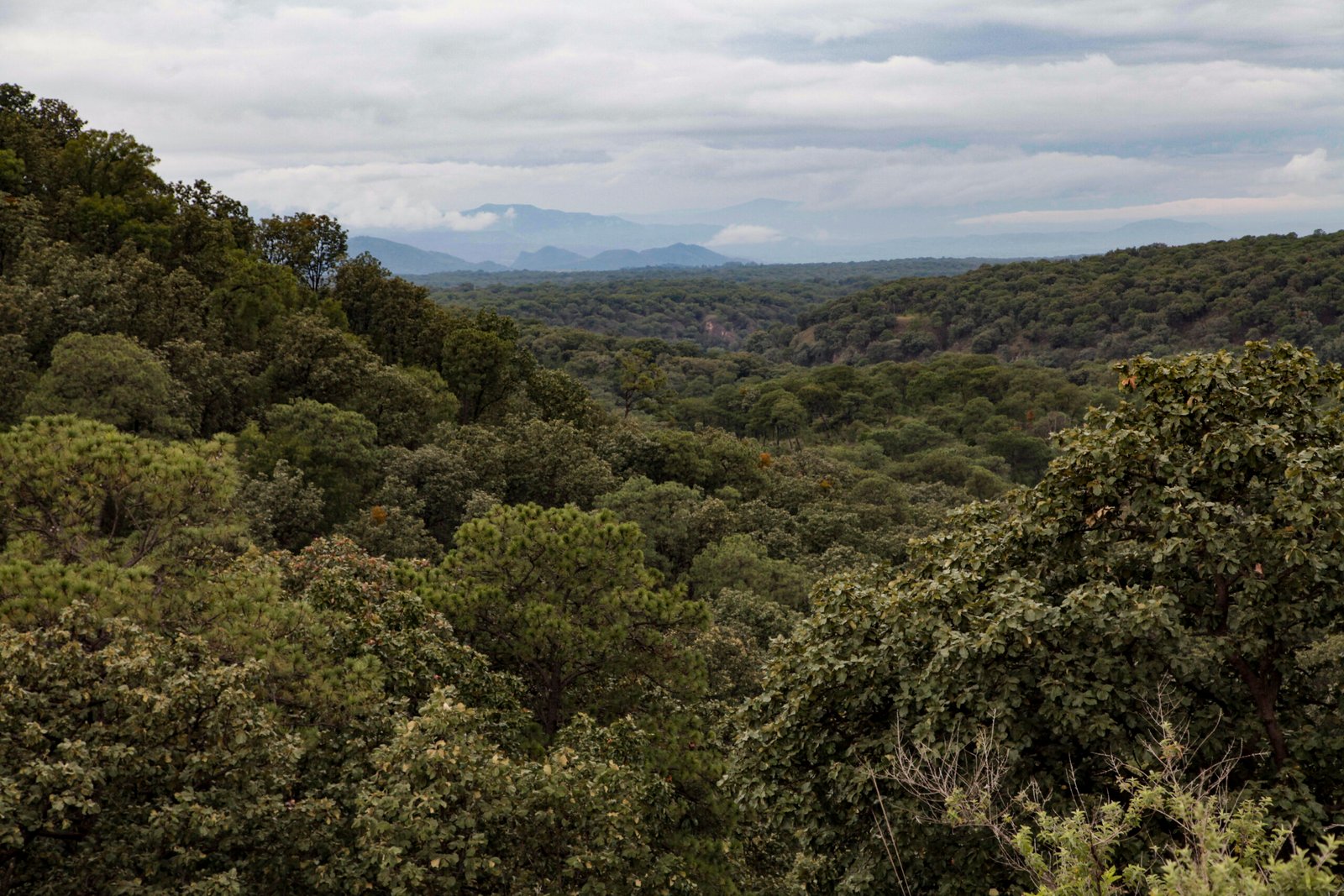 A través de diversas acciones de conservación trabaja en la prevención de incendios forestales, restauración de ecosistemas y protección de la vida silvestre