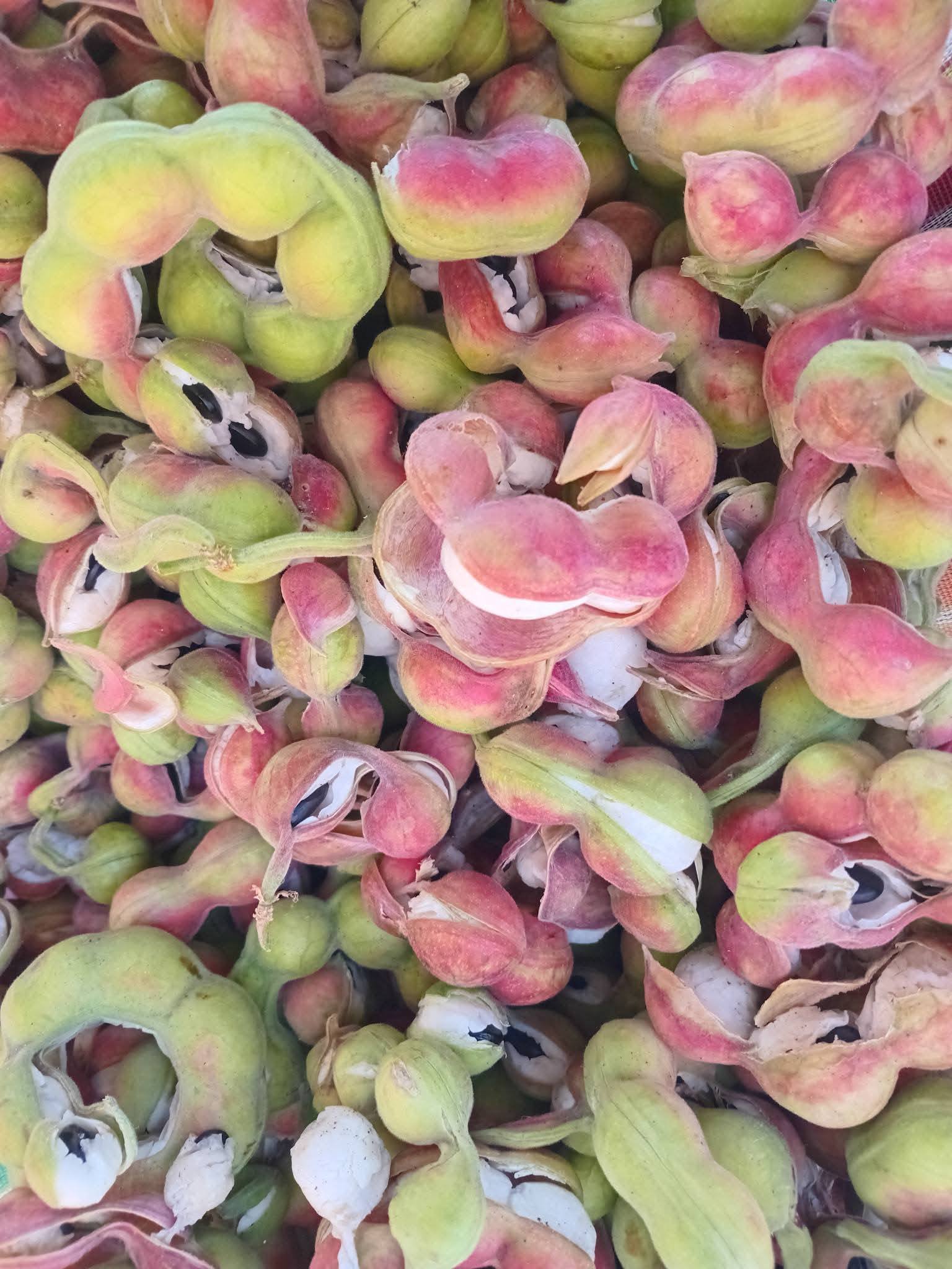 En Jalisco, este árbol es símbolo de resistencia; aguanta las sequías más bravas y nos regala su fruto justo cuando el sol más aprieta.
